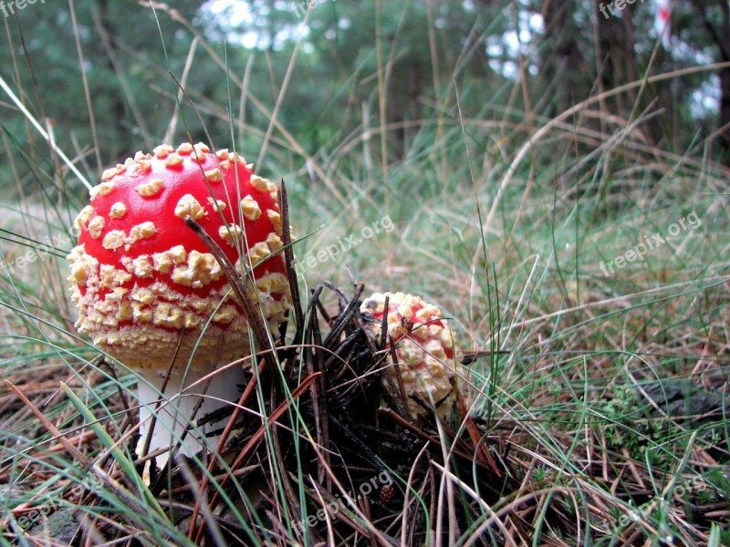 Amanita Mushroom Poisonous Mushrooms Forest Polyana