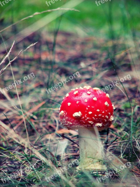 Amanita Mushroom Poisonous Mushrooms Grass Forest