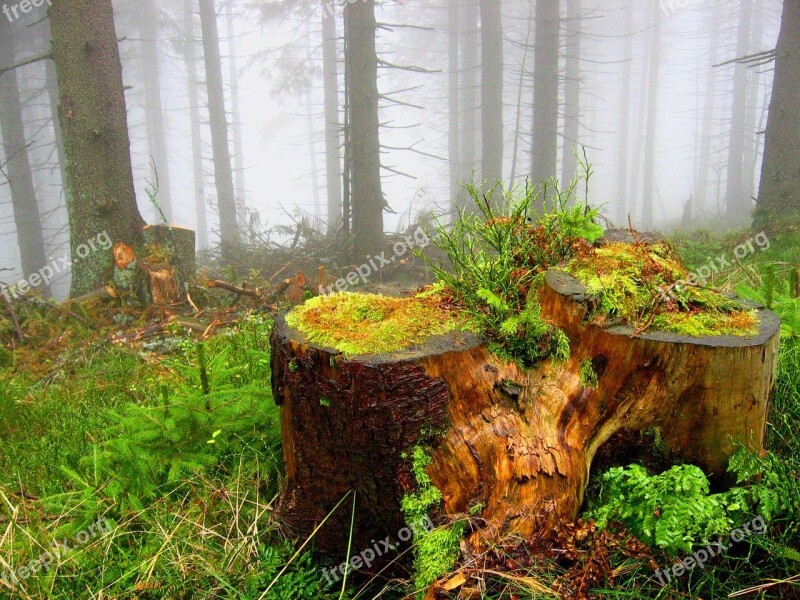 Forest Trunk The Bark The Fog Mountains