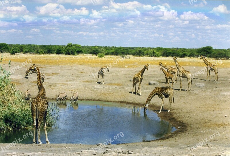 Mammal Wild Animal Africa Namibia Savannah