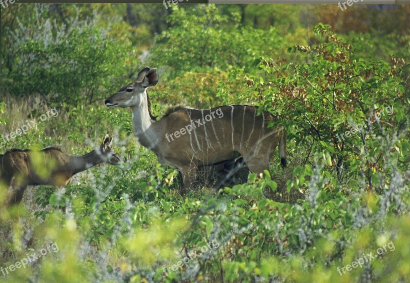 Mammal Antelope Large Kudu Strepsiceros Africa