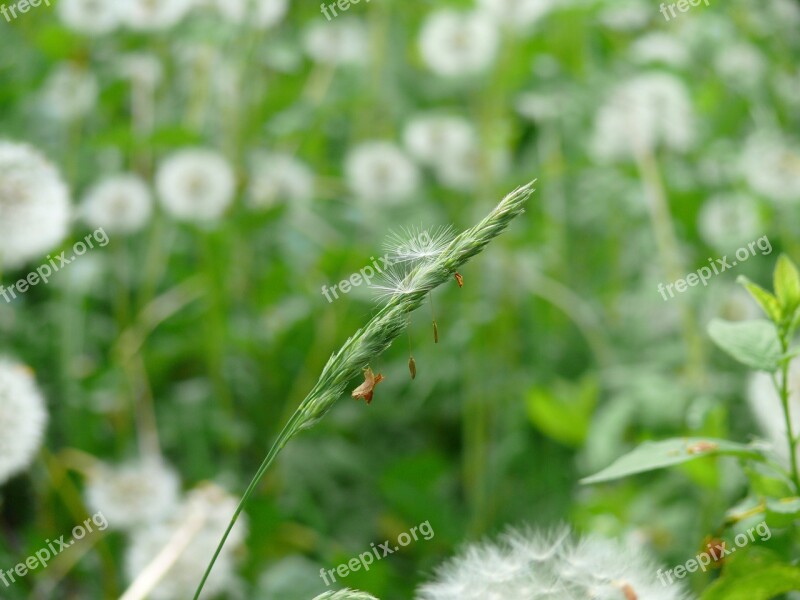 Dacha Flowers Nature Summer Flowers Summer