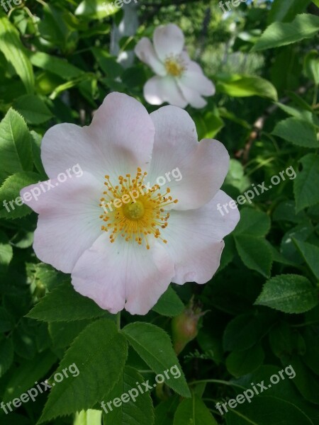 Dacha Flowers Nature Summer Flowers Summer