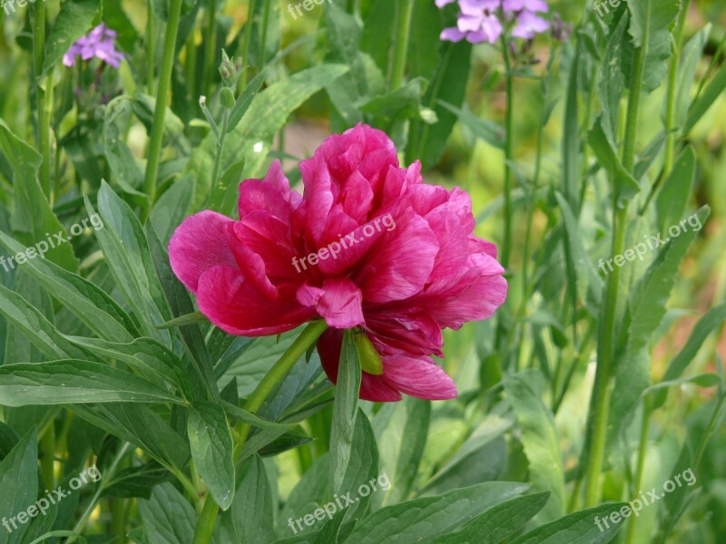 Dacha Flowers Nature Summer Flowers Summer