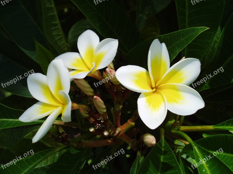 Exotic Flower Tropical Frangipani Free Photos