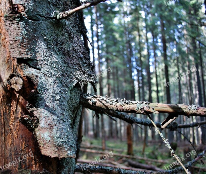 Tree The Bark Forest Invoice Lichen