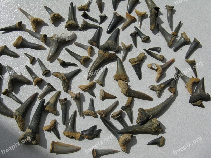 Shark Teeth Fossils Hai Extinct Stone