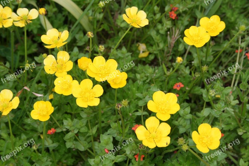 Buttercup Ranunculus Yellow Flower Free Photos