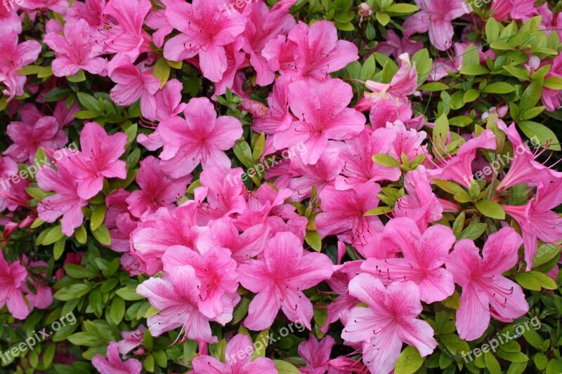 Azalea Pink Flower Free Photos