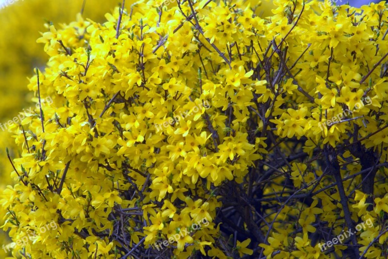 Forsythia Flowers Yellow Spring Flowering