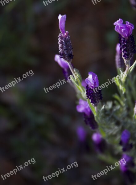 Lavender Buds Lavender Flowers Bloom Purple