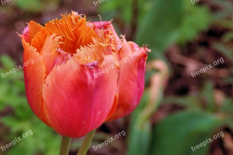 Tulips Spring Garden Flower Discounts Free Photos