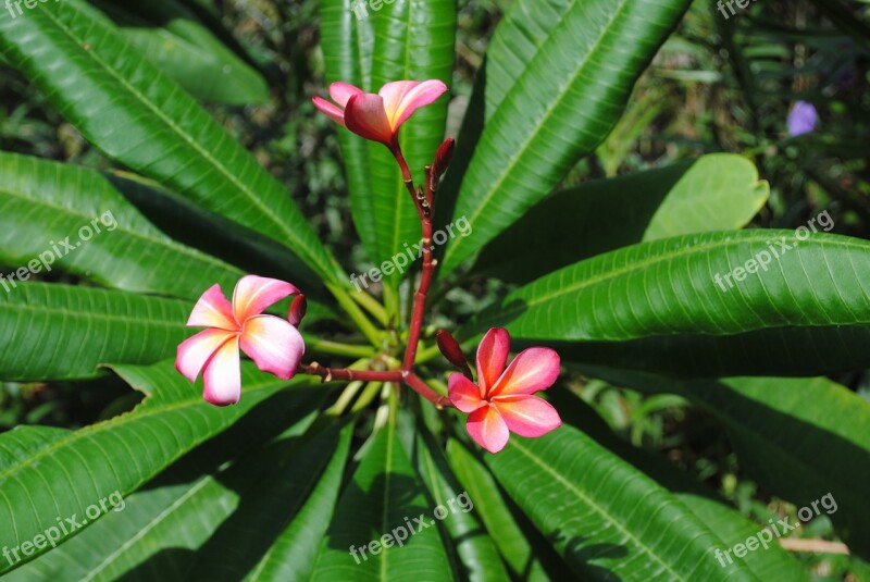 Flower Plumeria Frangipani Nature Blossom