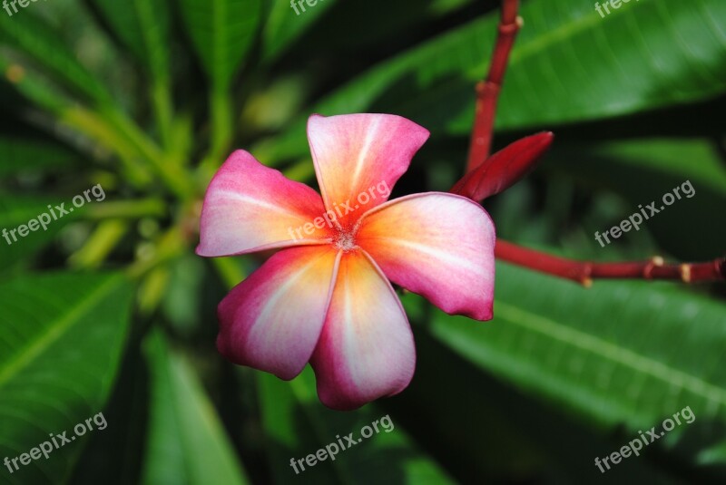 Flower Plumeria Frangipani Nature Blossom