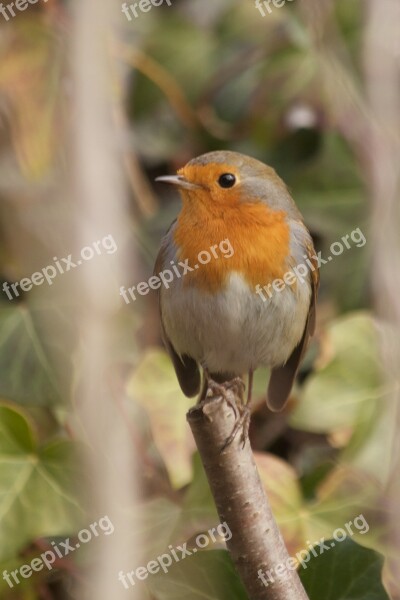 Robin Nature Songbird Bird Beautiful