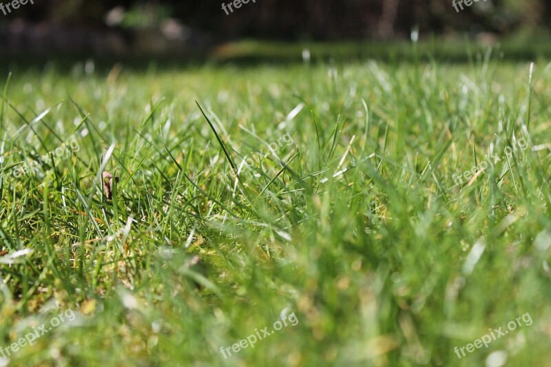 Grass Green Close Up Nature Meadow