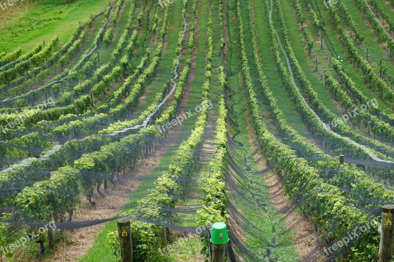 Wine New Zealand Ranks Vineyard Landscape