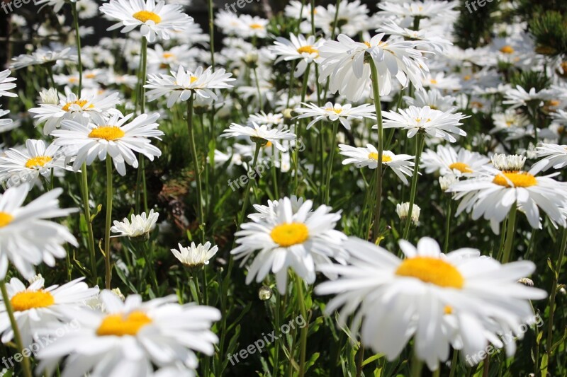 Daisies Flowers Field Daisy White