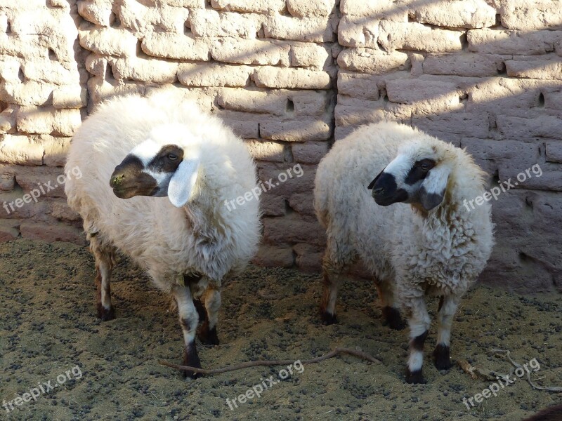 Iran Sheep Desert Oasis Desert Camp