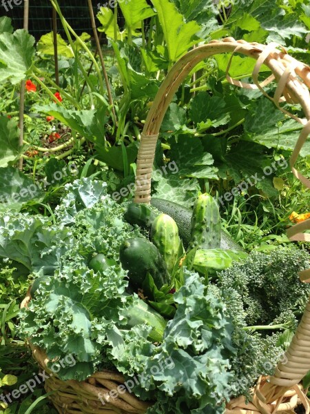 Garden Veggies Clean Eating Harvest Earth