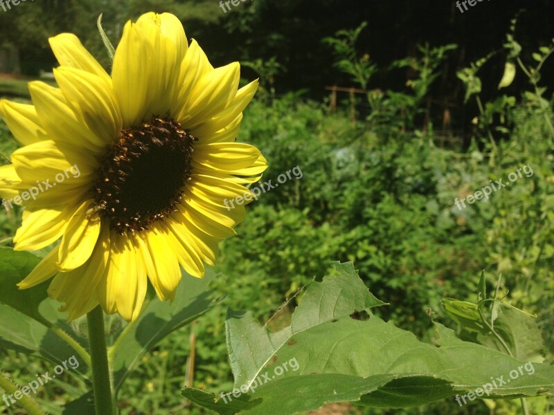 Sunflower Garden Lifestyle Summer Gardening