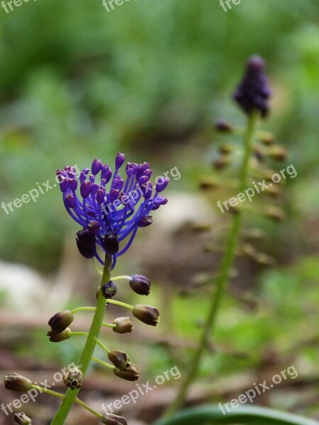 Wild Flower Curiously Lilac Spring Priorat