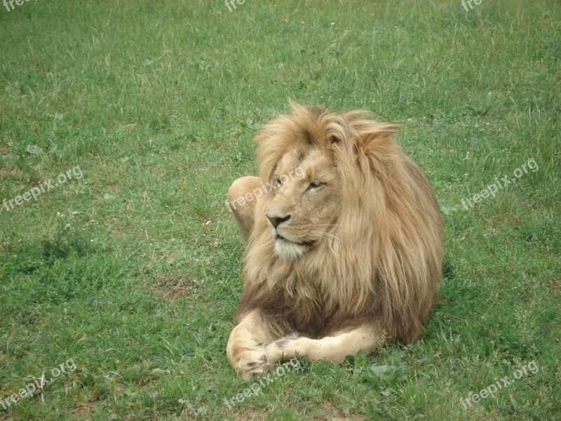 Lion Zoo Zoo Animals Animal Africa