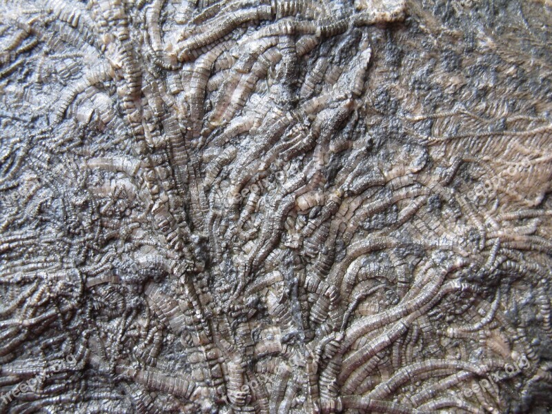 Sea Lilies Fossils Crinoids Limestone Extinct