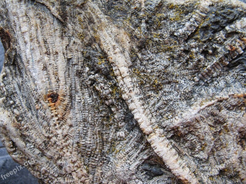 Sea Lilies Fossils Extinct Crinoids Limestone