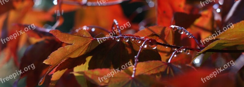 Autumn Autumn Leaves Re Leaves Nature