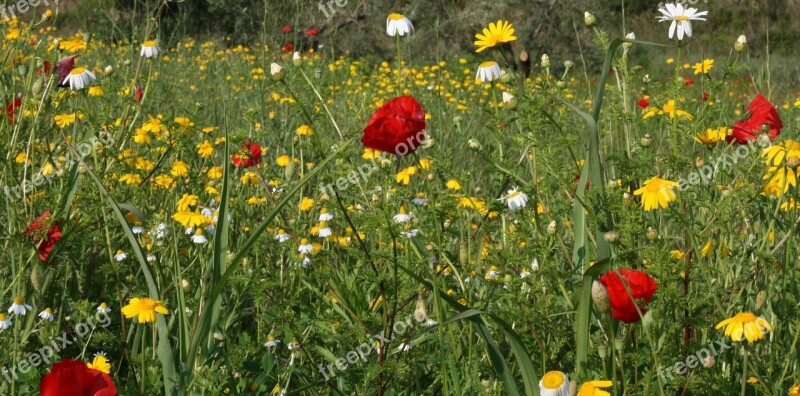 Poppy Red Wild Flowers Flowers Spring