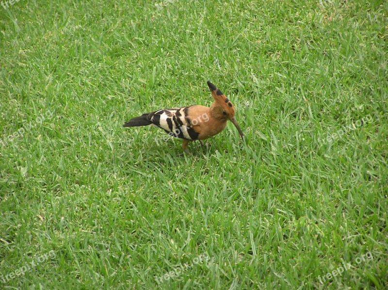 Bird Woodpecker Grass Peck Hoopoe