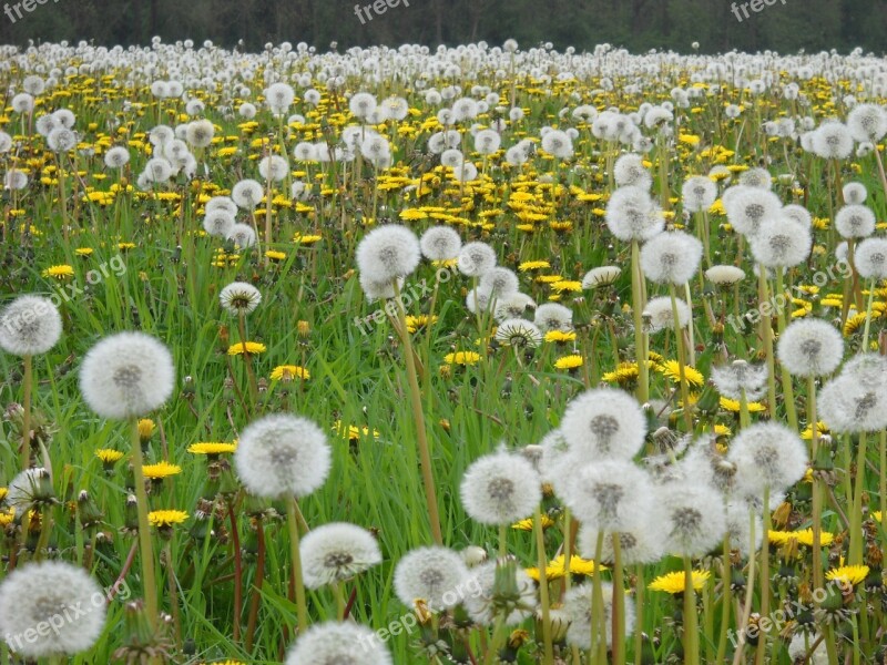 Dandelions Meadow Bloom Spring Landscape