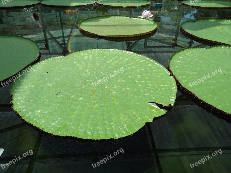 Water Lily Lake Nuphar Pond Water