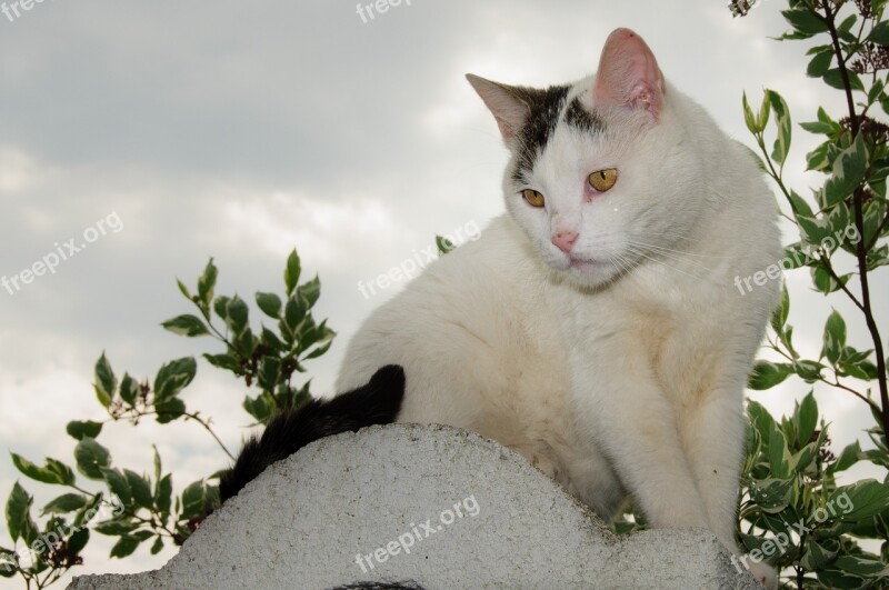 Cat Pet Animal Domestic Cat White Cat