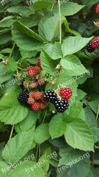 Black Berries Berries Fruit Berry Food