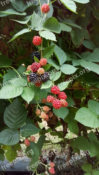 Black Berries Berries Healthy Fresh Fruit