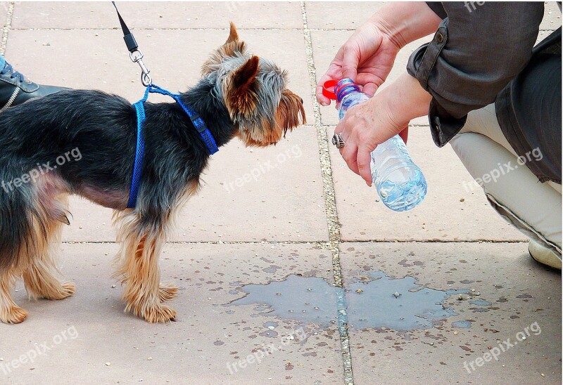 The Wet Element Thirst Drink Heat Dog