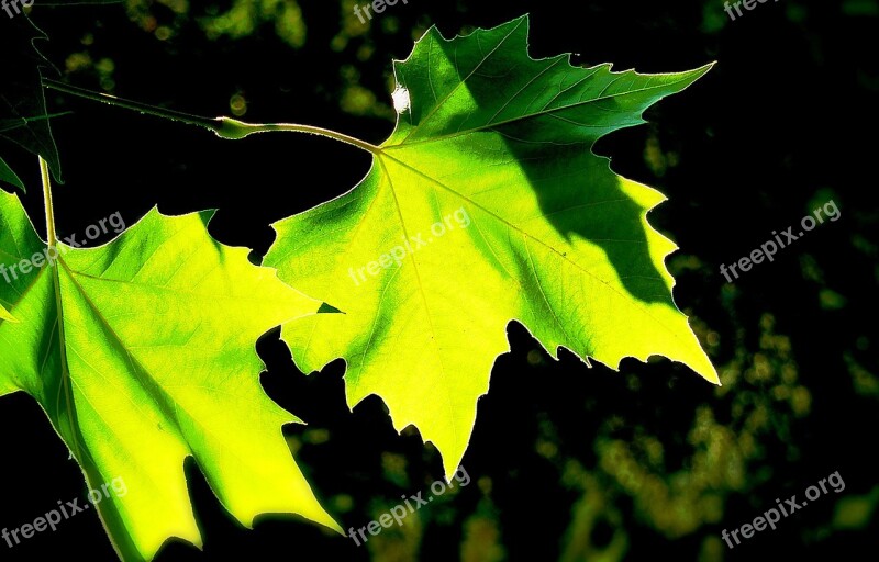 Tree Leaves Colorful Green Autumn