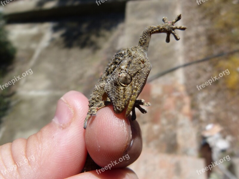 Gecko Dragon Bite Reptile Hand