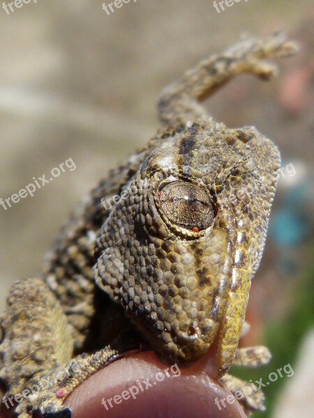 Gecko Dragon Bite Reptile Hand