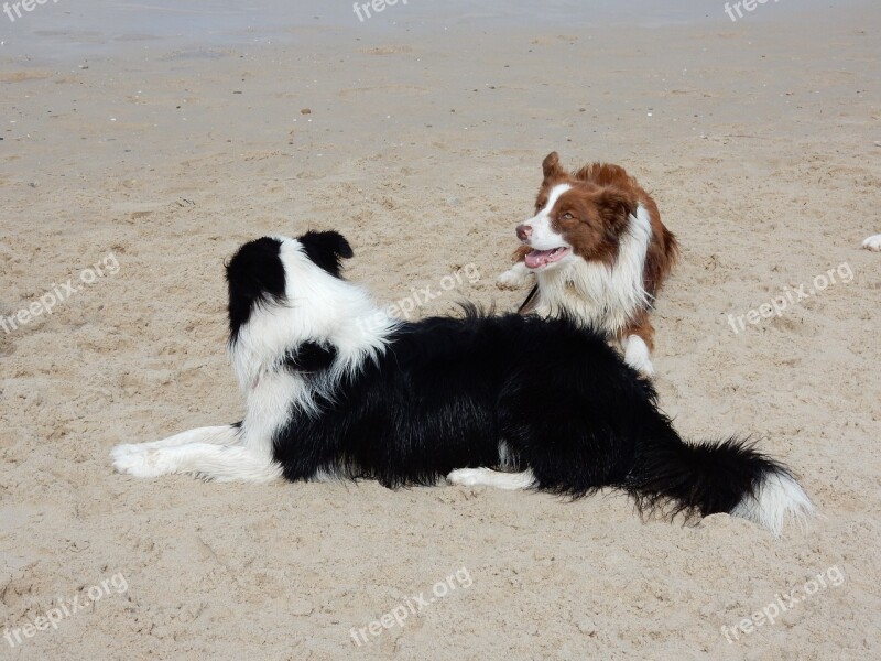 Dogs Beach Border Collie Pedigree Canine