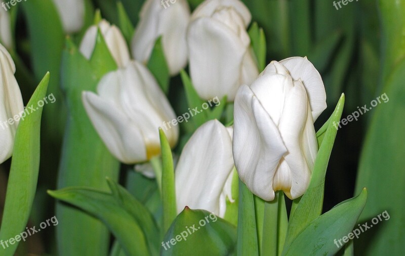 Tulips White Spring Blossom Bloom