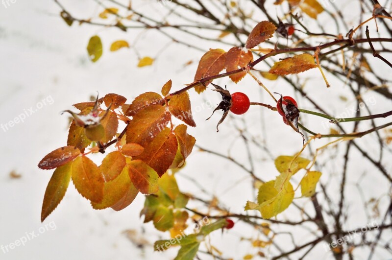 Winter Leaves Rosehips Rose Autumn