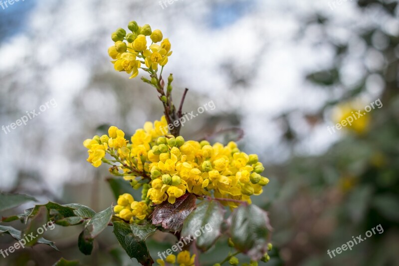 Barberry Barberry Flower Bud Blossom Bloom