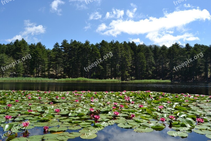 Lac Corsica Nature Landscape Creno