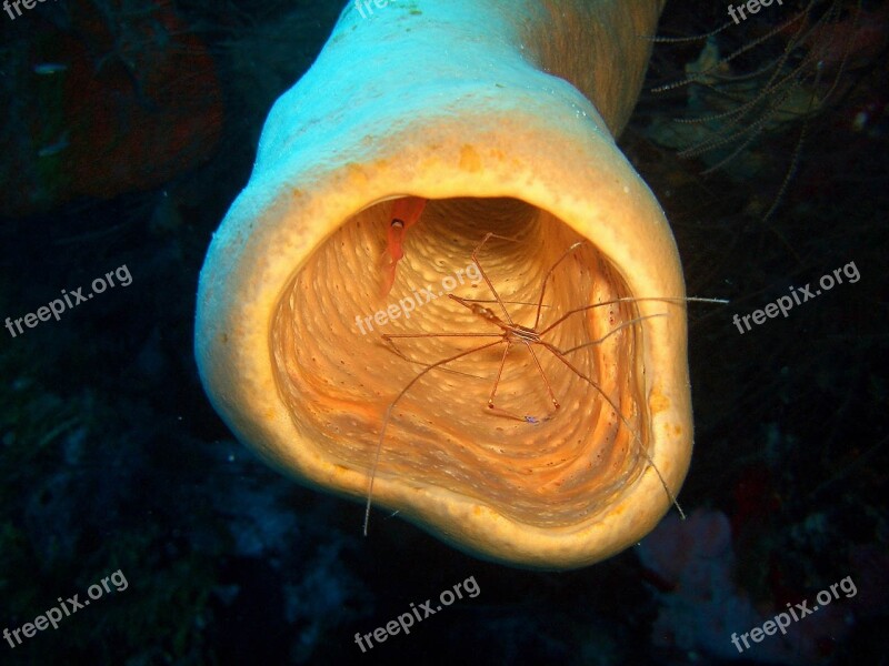 Sea Shrimp Underwater Sponge Honduras