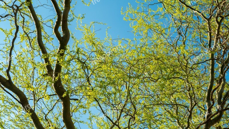 Tree Green Nature Macro Green Tree