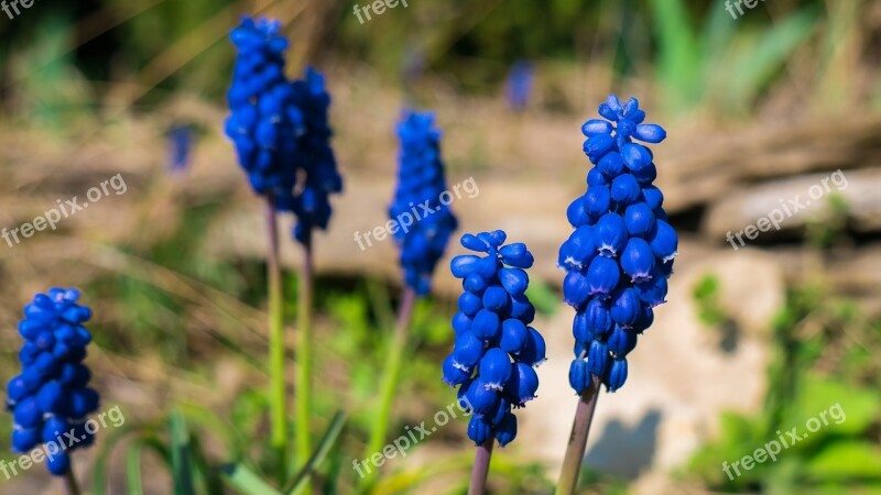 Muscari Flower Blue Spring Macro