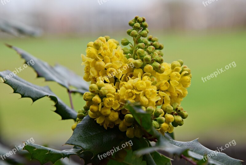 Bush Nature Green Plant Landscape